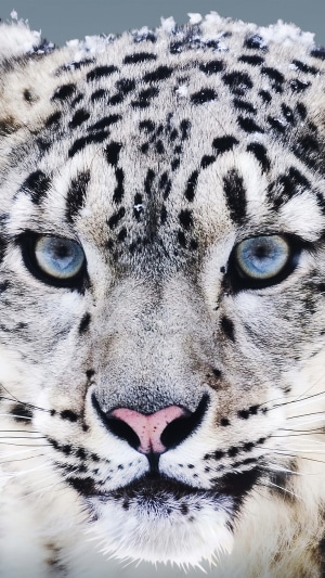 Close-up of a Snow Leopard's face