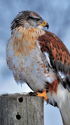 Hawk perched on a wooden post