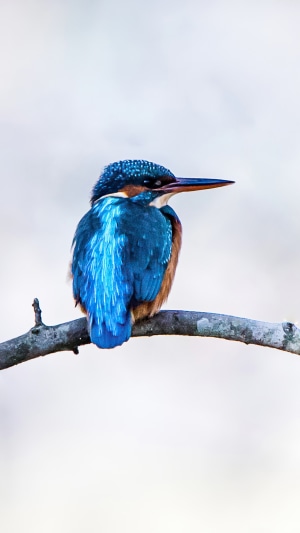 Kingfisher perched on a branch