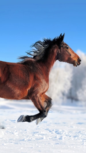 Brown horse running in the snow
