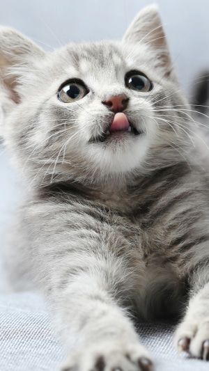 A close-up of a grey tabby kitten sticking its tongue out.