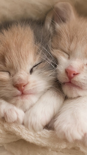 Two adorable kittens sleeping soundly