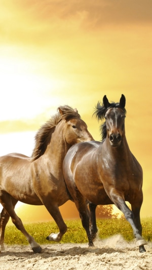 Two horses running at sunset