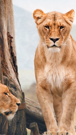 Two lions in a natural habitat