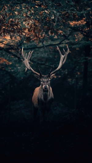 Majestic deer with large antlers in a dark forest