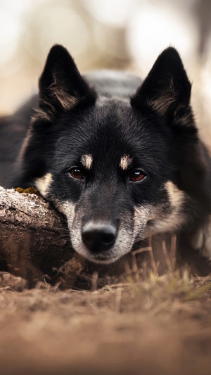 Black and tan dog resting its head on a log