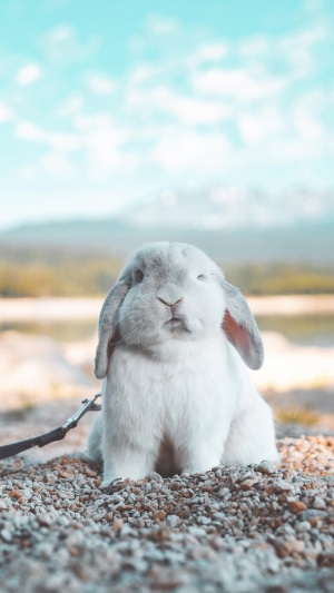 A lop-eared bunny sits on pebbles by a lake