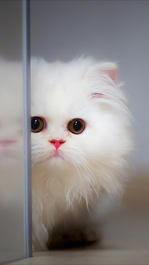 A fluffy white kitten peeking from behind a surface