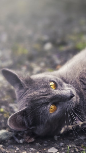 Gray cat with yellow eyes lying on the ground