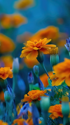 Orange marigolds blooming in a garden