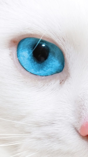 Close-up of a white cat's blue eye