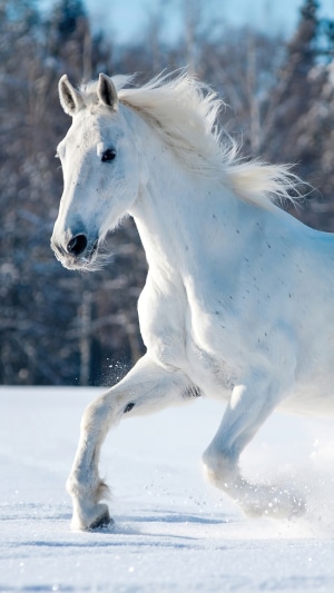 White horse running in the snow