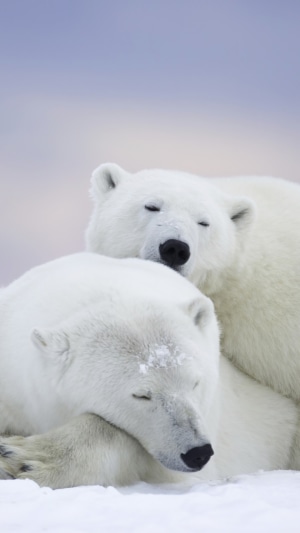 Two polar bears sleeping in the snow