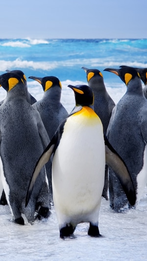 King Penguins on a Beach with Ocean Waves