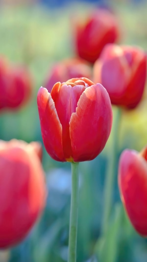 Red tulips in a field