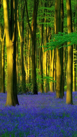 Forest with bluebells and tall trees