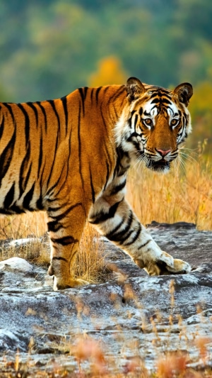 Tiger walking on rocks in a natural habitat
