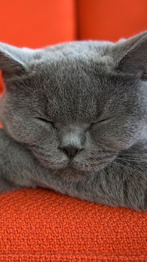 A sleeping gray cat on an orange surface