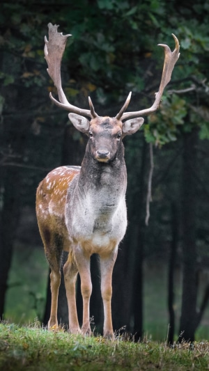 Fallow deer with large antlers in a forest