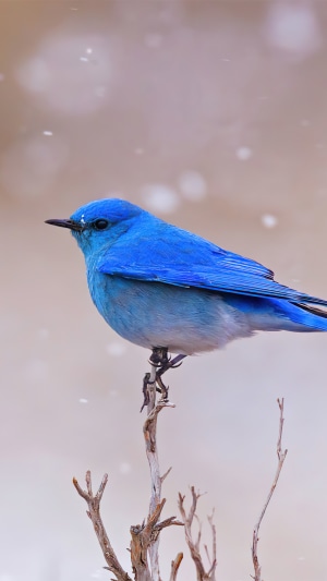 Bluebird perched on a dry branch