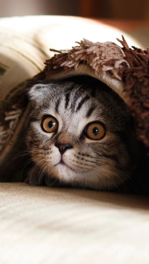 Cute Scottish Fold kitten peeking from under a blanket