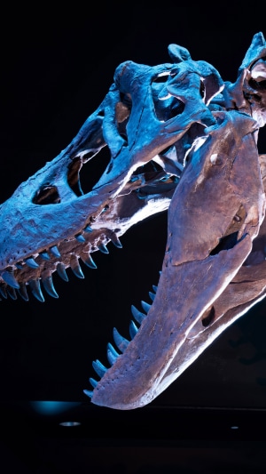 Tyrannosaurus Rex Skull Fossil