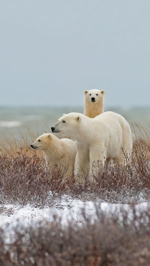 Three polar bears in a snowy landscape