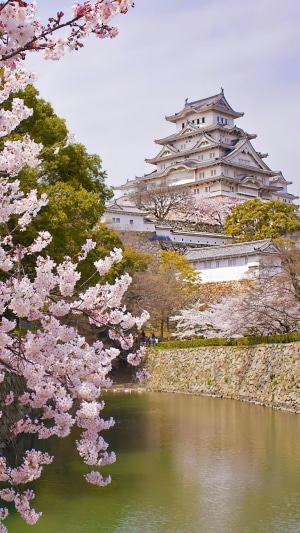 Himeji Castle surrounded by cherry blossoms in Japan