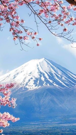 Mount Fuji with Cherry Blossoms