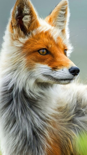 Close-up of a red fox's face