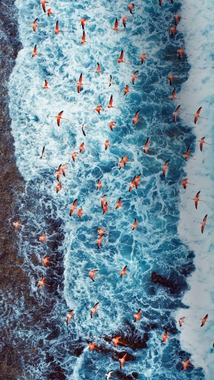 Flamingos flying over ocean waves