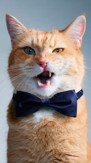 Orange cat wearing a blue bowtie