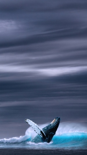 Humpback Whale Breaching in Ocean Waves