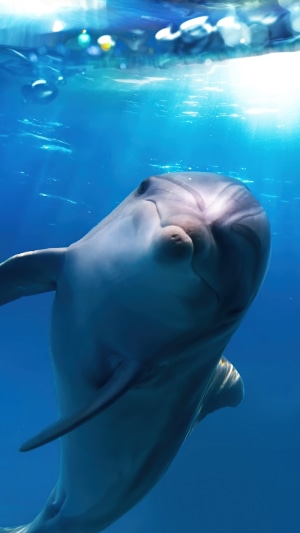 Dolphin swimming underwater