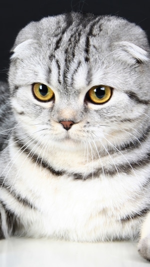 Scottish Fold Cat with Yellow Eyes