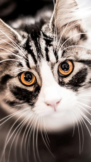 Close-up of a tabby cat's face