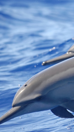 Dolphin swimming in blue ocean water