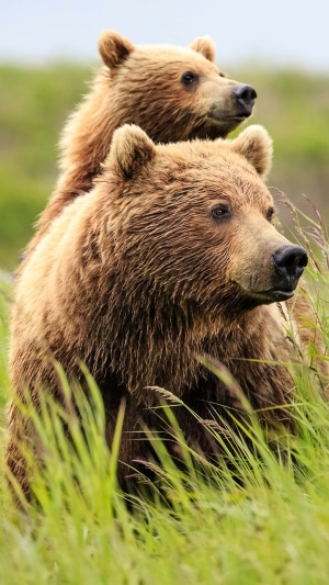 Two brown bears in tall green grass