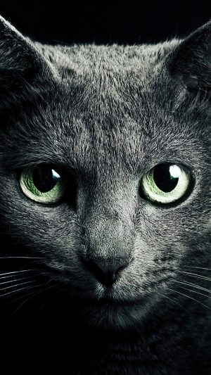 Close-up of a gray cat's face with green eyes