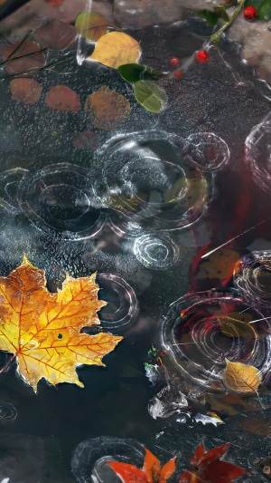 Autumn leaves in rain puddles