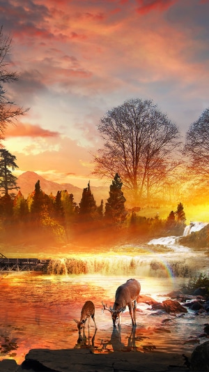 Deer drinking water at sunset by a waterfall