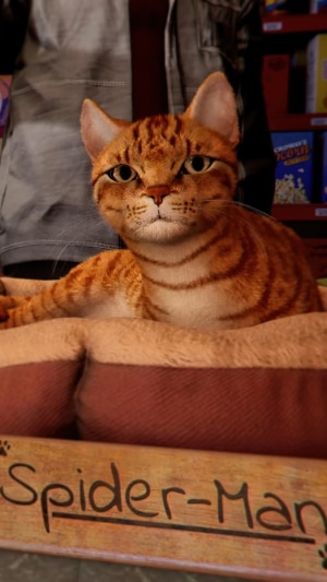 Spider-Man's Cat in a Bed