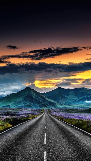 Road through purple flowers to mountains in Iceland