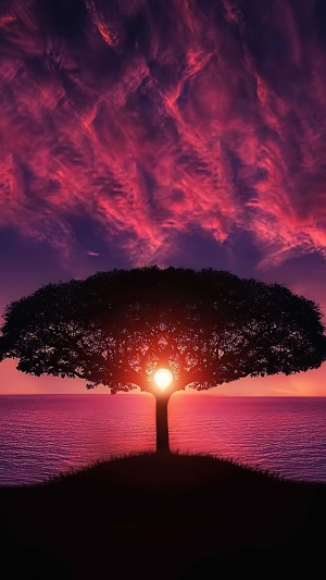 Silhouette of a tree against a vibrant sunset over the ocean