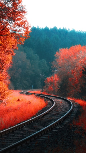 Railroad tracks winding through an autumn forest with red foliage