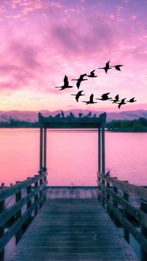 Birds flying over a lake at sunset