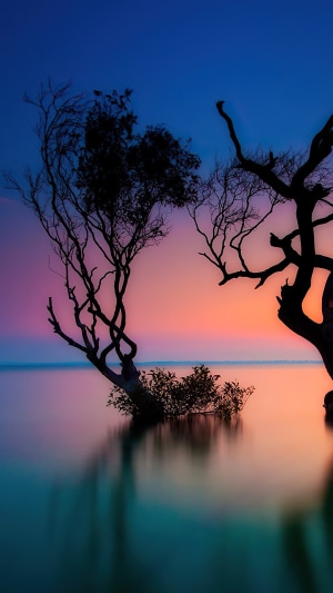 Silhouetted trees in the sea at sunset