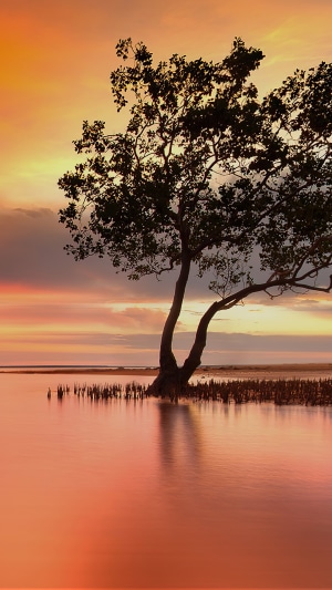 Tree in water at sunset