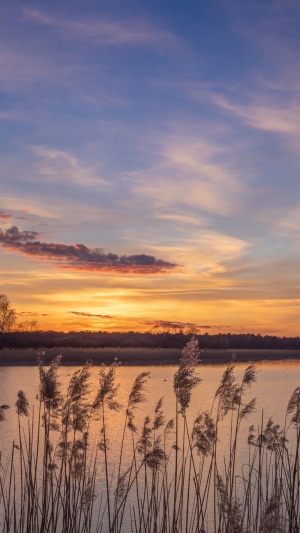 Sunset over a lake with reeds