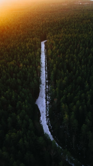 Road through a forest at sunset